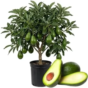 Dwarf Avocado Tree Live Plant - 3 Ft Tall, Fruit-Bearing in 3 Gallon Pot - Image 4