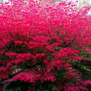 Dwarf Burning Bush Bare Root Plants 4-8" Tall - 10 Pack Hardy Shrub Outdoor - Image 2