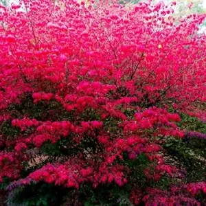 Dwarf Burning Bush Bare Root Plants 4-8" Tall - 10 Pack Hardy Shrub Outdoor - Image 1