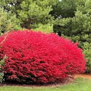 Dwarf Burning Bush Live Plant – 12-18" Tall – 1 Gallon Pot – Outdoor Shrub - Image 2