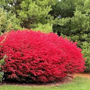Dwarf Burning Bush Live Plant – 12-18