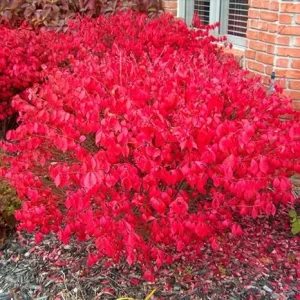 Dwarf Burning Bush Live Plant – 2 Rooted Cuttings, 8-12" Tall – Hardy Red Shrub - Image 2