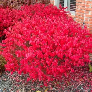 Dwarf Burning Bush Live Plant – 2 Rooted Cuttings, 8-12" Tall – Hardy Red Shrub - Image 1