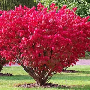 Dwarf Burning Bush Live Plant - 4 Inch Pot - Vibrant Red Shrub, Outdoor - Image 5