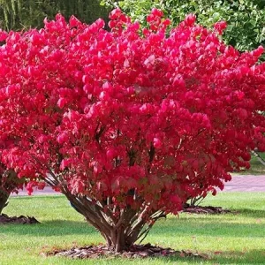 Dwarf Burning Bush Live Plant - 4 Inch Pot - Vibrant Red Shrub, Outdoor - Image 1