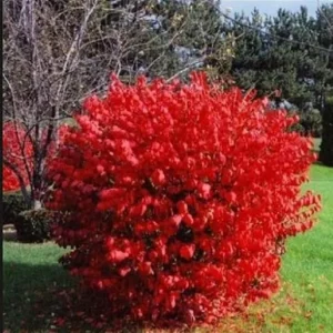 Dwarf Burning Bush Live Plants - 10 Bare Roots, 4-10 Inches Tall, Full Sun Shrub - Image 3