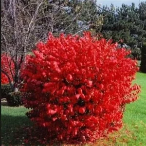 Dwarf Burning Bush Live Plants - 10 Bare Roots, 4-10 Inches Tall, Full Sun Shrub - Image 6