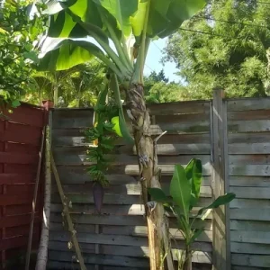 Dwarf Cavendish Banana Tree Live Plant - Musa acuminata - 8-10 in Tall - Indoor/Outdoor - Image 2