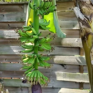 Dwarf Cavendish Banana Tree Live Plant - Musa acuminata - 2 Ft Tall, 1 Gallon Pot - Outdoor - Image 3
