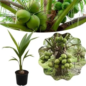 Dwarf Coconut Tree Live Plant, 2-3 Feet Tall, Sweet Tropical Fruit Tree, Outdoor - Image 4