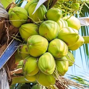 Dwarf Coconut Tree Live Plant - 2-3 Feet Tall Tropical Fruit for Indoor & Outdoor - Image 2