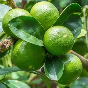 Dwarf Key Lime Tree Live Plant - 5 Inch Pot - Indoor/Outdoor Citrus - Image 3
