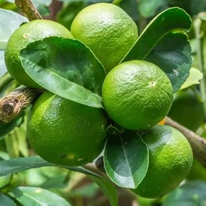 Dwarf Key Lime Tree Live Plant - 5 Inch Pot - Indoor/Outdoor Citrus - Image 6