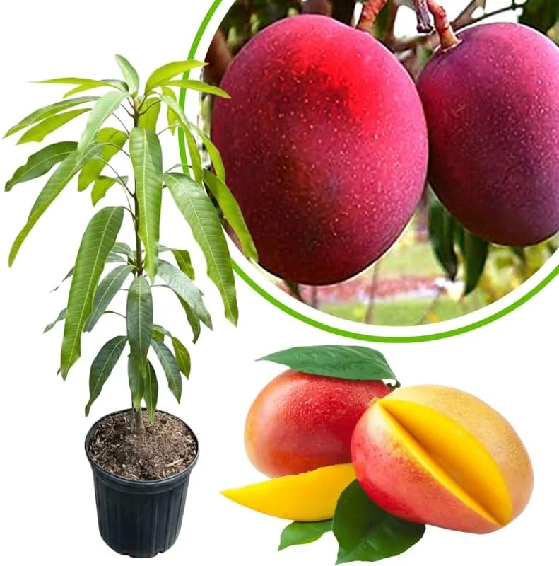 Dwarf Mango Tree Live Plant, 3 Gallon Pot, Tropical Fruit Tree for Indoor/Outdoor - Image 10