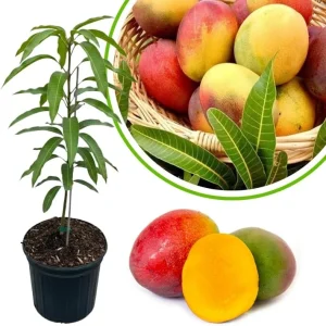 Dwarf Mango Tree Live Plant, 3 Gallon Pot, Tropical Fruit Tree for Indoor/Outdoor - Image 11