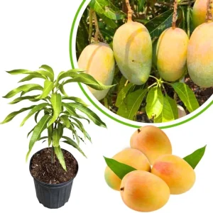 Dwarf Mango Tree Live Plant, 3 Gallon Pot, Tropical Fruit Tree for Indoor/Outdoor - Image 2