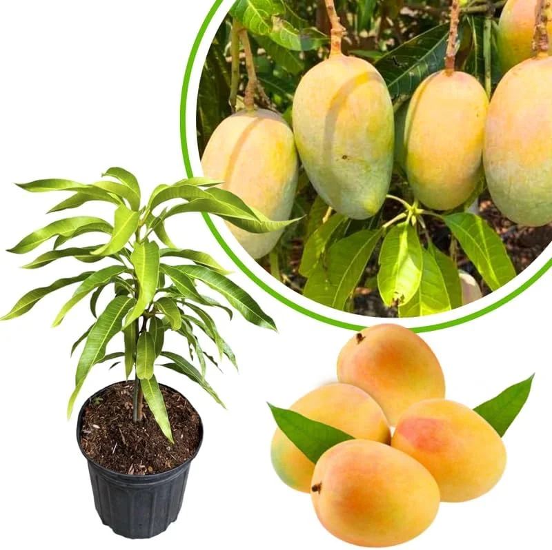 Dwarf Mango Tree Live Plant, 3 Gallon Pot, Tropical Fruit Tree for Indoor/Outdoor - Image 2