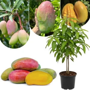 Dwarf Mango Tree Live Plant, 3 Gallon Pot, Tropical Fruit Tree for Indoor/Outdoor - Image 3