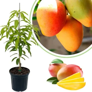 Dwarf Mango Tree Live Plant, 3 Gallon Pot, Tropical Fruit Tree for Indoor/Outdoor - Image 4