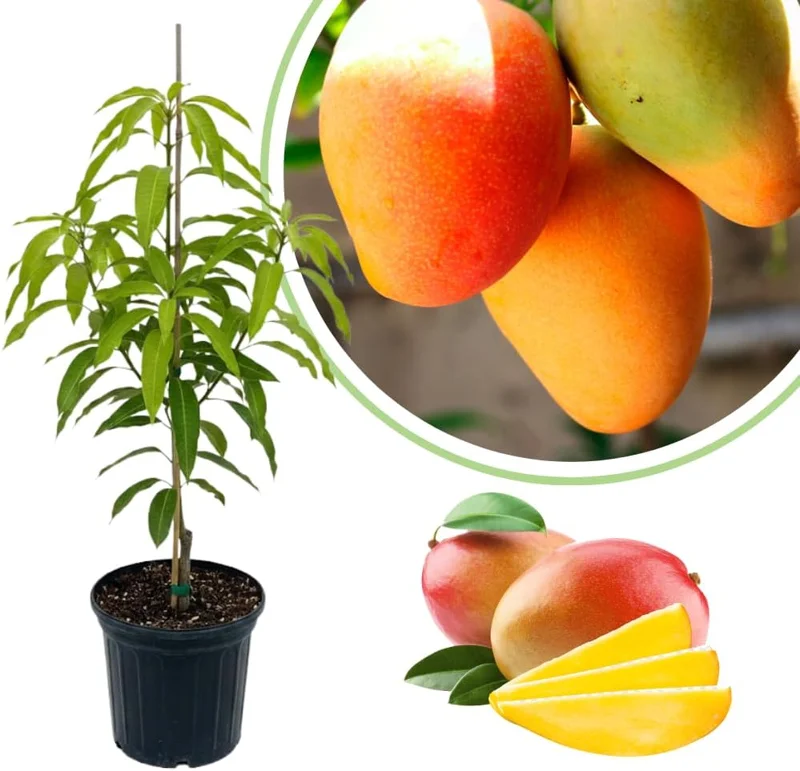 Dwarf Mango Tree Live Plant, 3 Gallon Pot, Tropical Fruit Tree for Indoor/Outdoor - Image 4
