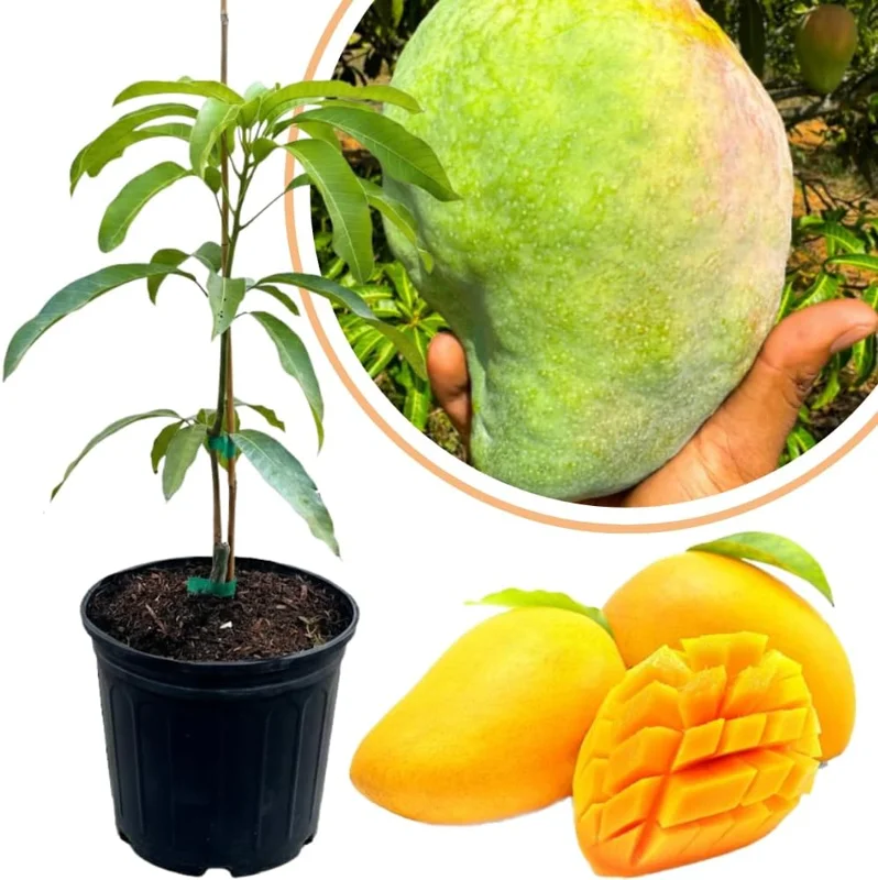 Dwarf Mango Tree Live Plant, 3 Gallon Pot, Tropical Fruit Tree for Indoor/Outdoor - Image 5