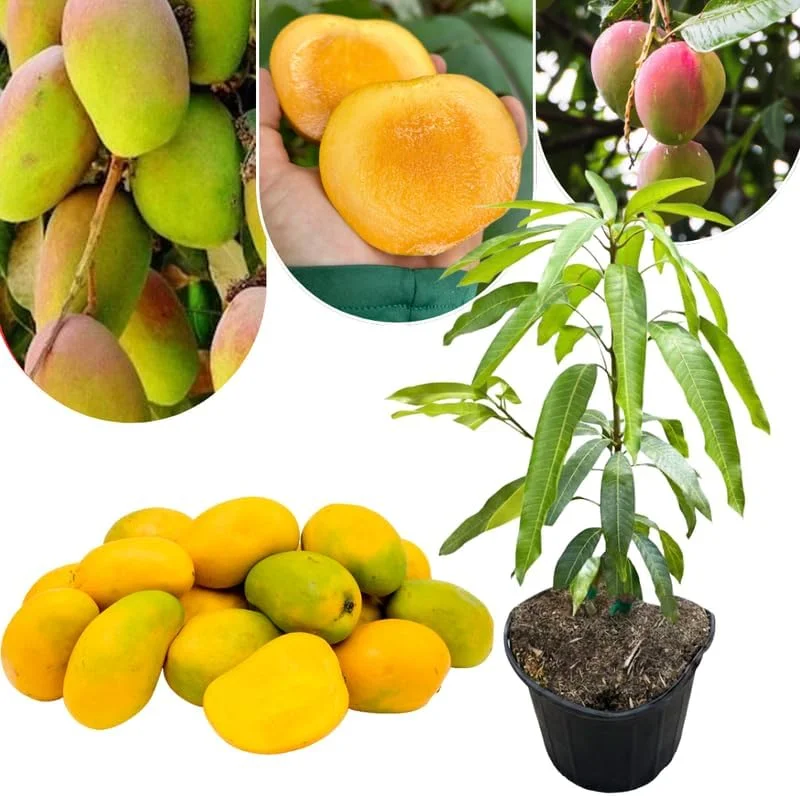 Dwarf Mango Tree Live Plant, 3 Gallon Pot, Tropical Fruit Tree for Indoor/Outdoor - Image 6