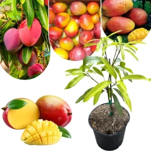 Dwarf Mango Tree Live Plant, 3 Gallon Pot, Tropical Fruit Tree for Indoor/Outdoor - Image 1