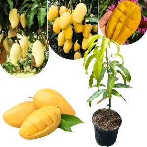 Dwarf Mango Tree Live Plant, 3 Gallon Pot, Tropical Fruit Tree for Indoor/Outdoor - Image 8