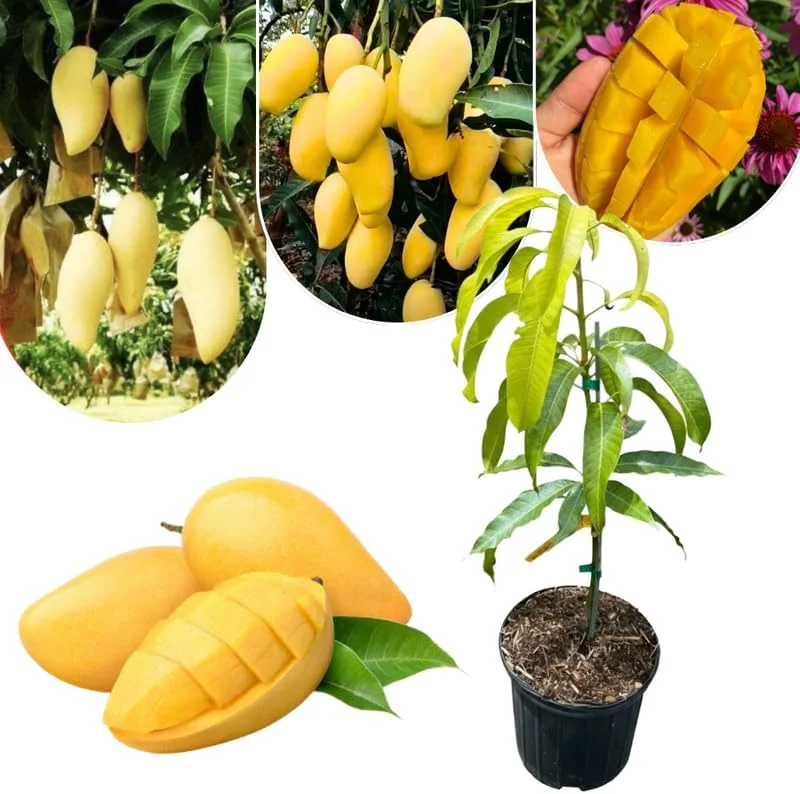Dwarf Mango Tree Live Plant, 3 Gallon Pot, Tropical Fruit Tree for Indoor/Outdoor - Image 8