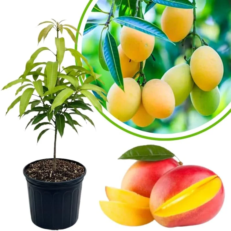 Dwarf Mango Tree Live Plant, 3 Gallon Pot, Tropical Fruit Tree for Indoor/Outdoor - Image 9