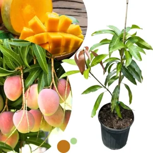 Dwarf Mango Tree Live Plant - Grafted, 3 Gallon Pot, Fast Growing Tropical Fruit Tree - Image 7