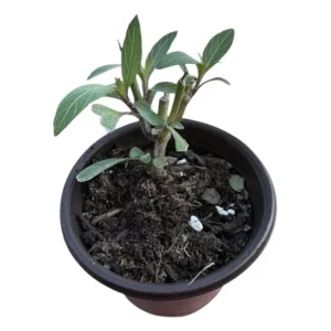 Dwarf Mexican Petunia Live Plant, Purple Katie's Ruellia Brittoniana, 2-4 Inch Tall, 4 Inch Pot, Outdoor - Image 10