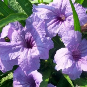 Dwarf Mexican Petunia Live Plant, Purple Katie's Ruellia Brittoniana, 2-4 Inch Tall, 4 Inch Pot, Outdoor - Image 2