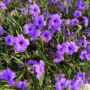Dwarf Mexican Petunia Live Plant, Purple Katie's Ruellia Brittoniana, 2-4 Inch Tall, 4 Inch Pot, Outdoor - Image 3