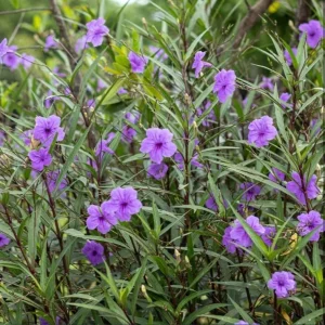 Dwarf Mexican Petunia Live Plant, Purple Katie's Ruellia Brittoniana, 2-4 Inch Tall, 4 Inch Pot, Outdoor - Image 4