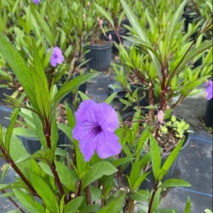 Dwarf Mexican Petunia Live Plant, Purple Katie's Ruellia Brittoniana, 2-4 Inch Tall, 4 Inch Pot, Outdoor - Image 5