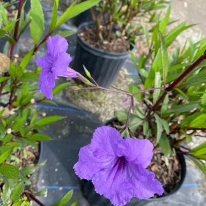 Dwarf Mexican Petunia Live Plant, Purple Katie's Ruellia Brittoniana, 2-4 Inch Tall, 4 Inch Pot, Outdoor - Image 6