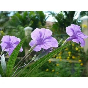 Dwarf Mexican Petunia Live Plant, Purple Katie's Ruellia Brittoniana, 2-4 Inch Tall, 4 Inch Pot, Outdoor - Image 7