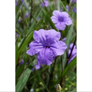 Dwarf Mexican Petunia Live Plant, Purple Katie's Ruellia Brittoniana, 2-4 Inch Tall, 4 Inch Pot, Outdoor - Image 8