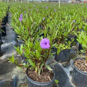 Dwarf Mexican Petunia Live Plant, Purple Katie's Ruellia Brittoniana, 2-4 Inch Tall, 4 Inch Pot, Outdoor - Image 9