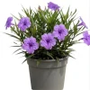 Dwarf Mexican Petunia Live Plant, Purple Katie's Ruellia Brittoniana, 2-4 Inch Tall, 4 Inch Pot, Outdoor - Image 1