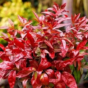 Dwarf Nandina Shrub Live Plant - Ornamental Red Foliage, 2.5 Inch Pot, Outdoor - Image 5