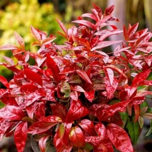 Dwarf Nandina Shrub Live Plant - Ornamental Red Foliage, 2.5 Inch Pot, Outdoor - Image 6