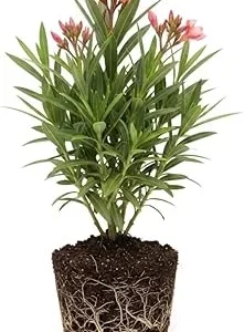 Dwarf Salmon Oleander Live Plant 5 to 7 Inches Tall, Flowering Shrub, Outdoor - Image 3