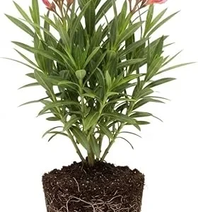Dwarf Salmon Oleander Live Plant 5 to 7 Inches Tall, Flowering Shrub, Outdoor - Image 4