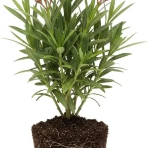 Dwarf Salmon Oleander Live Plant 5 to 7 Inches Tall, Flowering Shrub, Outdoor - Image 5