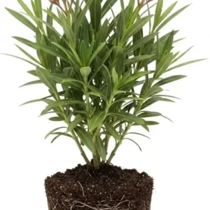 Dwarf Salmon Oleander Live Plant 5 to 7 Inches Tall, Flowering Shrub, Outdoor - Image 7