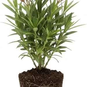 Dwarf Salmon Oleander Live Plant 5 to 7 Inches Tall, Flowering Shrub, Outdoor - Image 1