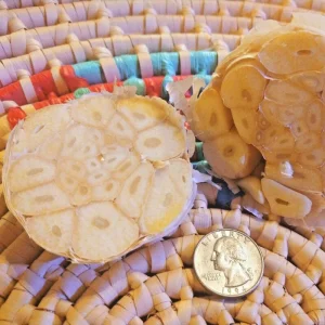 Early Italian Garlic Bulbs - 3 Bulbs (2lbs) - Organic Heirloom Hardneck for Planting or Eating - Image 2