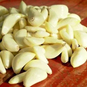 Early Italian Garlic Bulbs - 3 Bulbs (2lbs) - Organic Heirloom Hardneck for Planting or Eating - Image 4